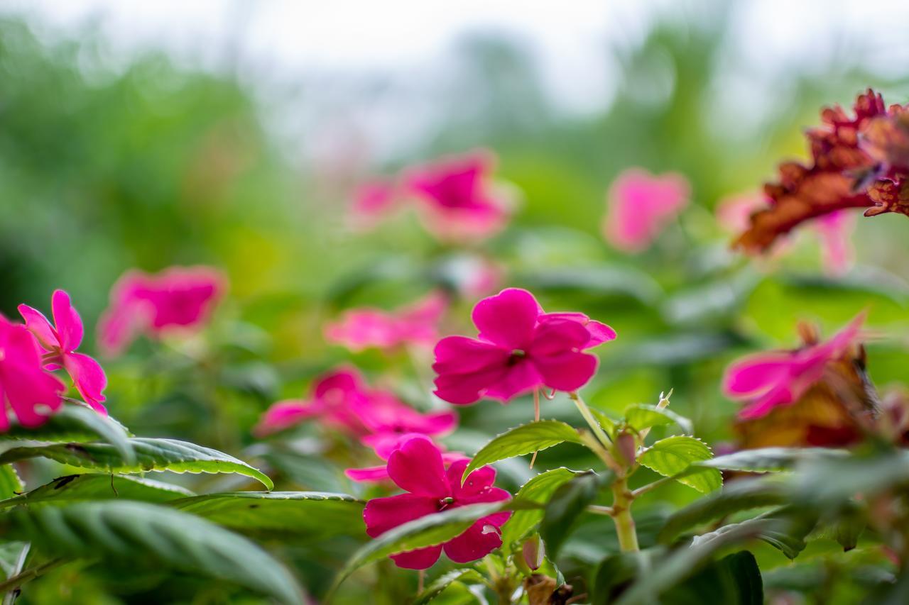 Aunty Arenal Lodge La Fortuna Zewnętrze zdjęcie